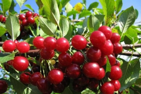 Дерево-сад вишня Малышка-Ночка