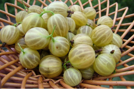 Крыжовник Яровой