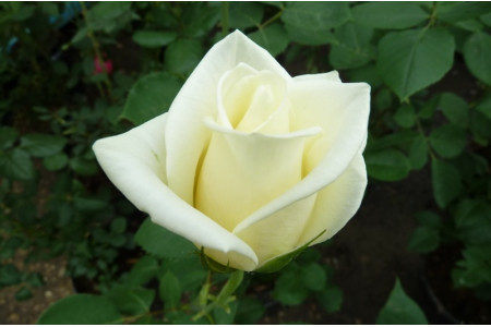 Роза Анна Мария