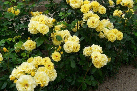Роза Фрейзия