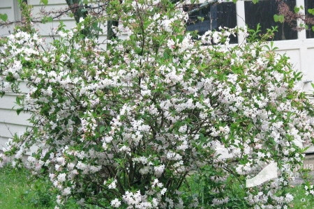 Вейгела Бристол Сноуфлейк