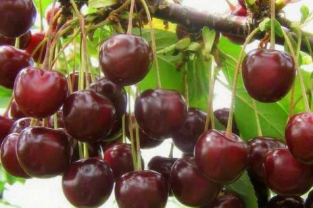 Вишня Десертная морозовская