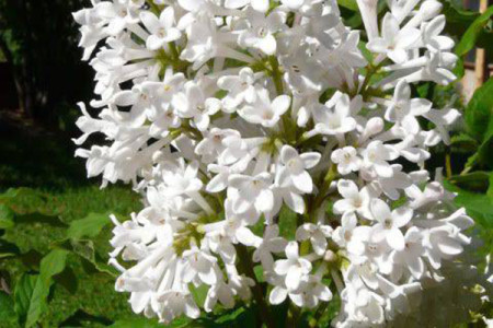 Сирень Агния Смит