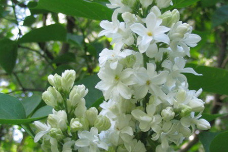 Сирень Елена Вехова