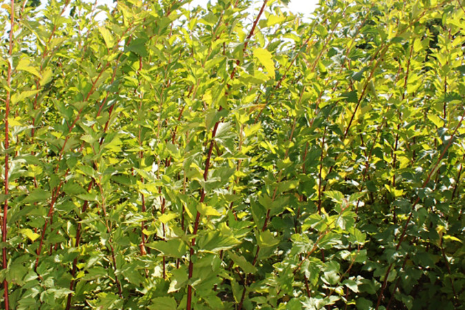 Spiraea (5 сорт)
