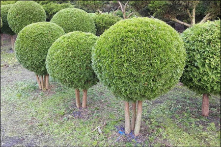 Ива шаровидная карлик