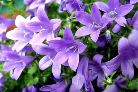 Кампанула Берник