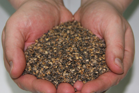 Шотландия қарағайының тұқымдары (Pinus silvestris)