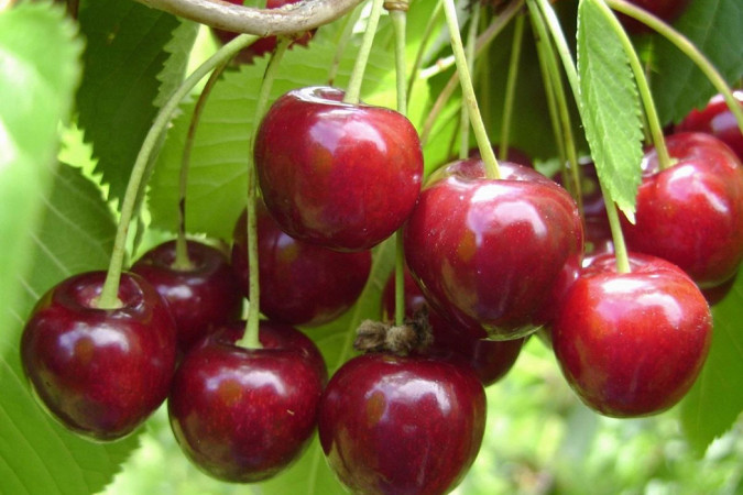 Вишня харитоновская