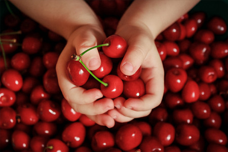 Вишня Субботинская кустарниковая
