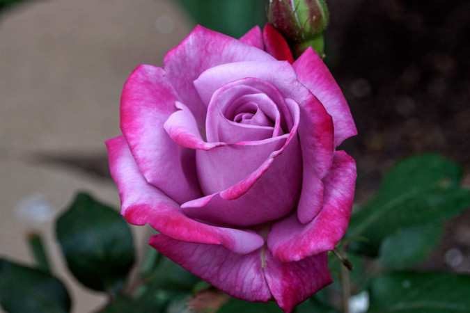 Роза Блю Парфюм