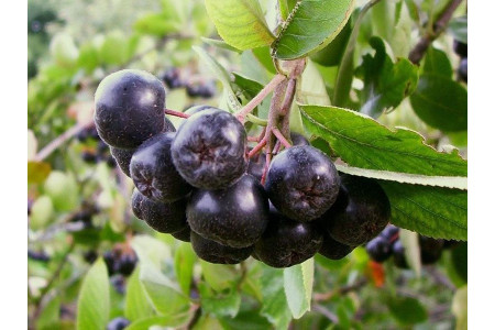 Рябина черноплодная Викинг