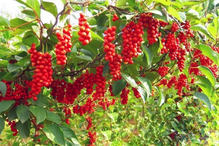 Лимонник китайский