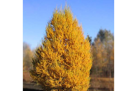Лиственница сибирская (ОКС)