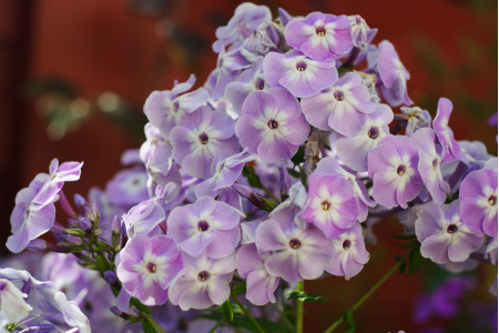 Флокс Блю Бой