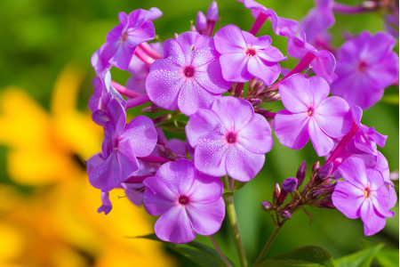 Флокс Северное облако