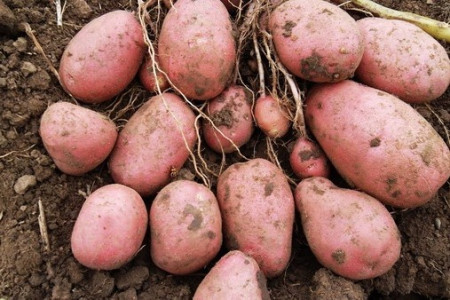 Семенной картофель Ред Леди (порция 500 г)