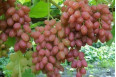 Виноград Арочный