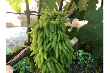 Виноград Ламборджини